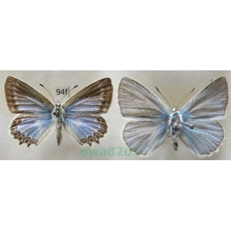 Polyommatus daphnis (Denis & Schiffermüller, 1775) pair Czech94f
